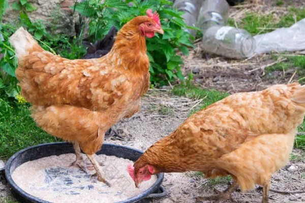 母鸡吃自己下的蛋怎么处理，要考虑补充钙