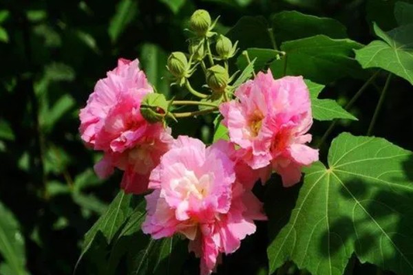 芙蓉花一年开几次,一年开3次花