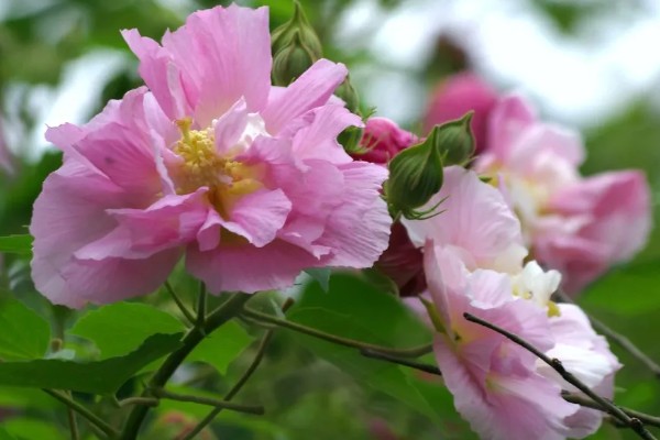 芙蓉花一年开几次,一年开3次花