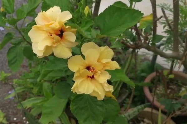 芙蓉花一年开几次,一年开3次花