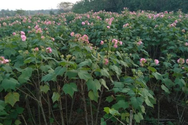 芙蓉花一年开几次,一年开3次花