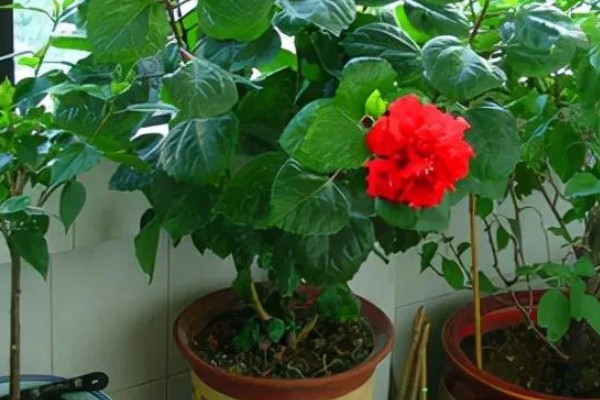 芙蓉花一年开几次,一年开3次花