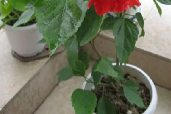 芙蓉花一年开几次,一年开3次花