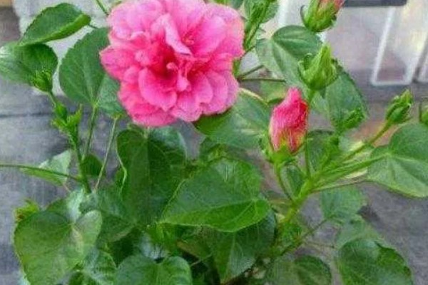 芙蓉花一年开几次,一年开3次花