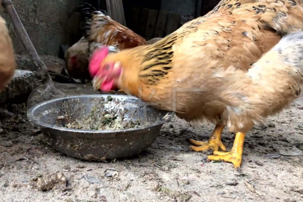 母鸡吃自己下的蛋怎么处理，要考虑补充钙