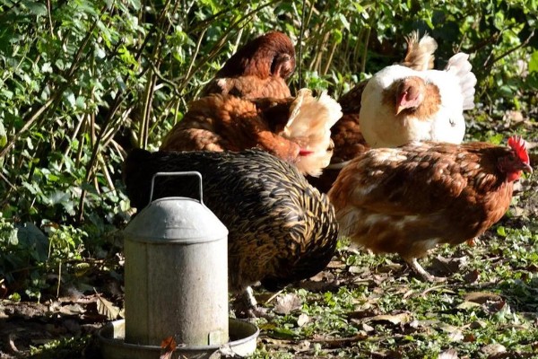 母鸡吃自己下的蛋怎么处理，要考虑补充钙