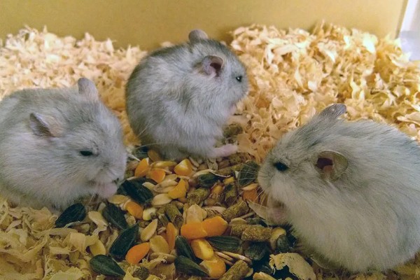 冬季养仓鼠的注意事项，饮食需要增加脂肪的摄入