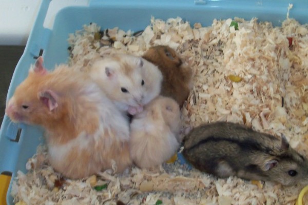 冬季养仓鼠的注意事项，饮食需要增加脂肪的摄入