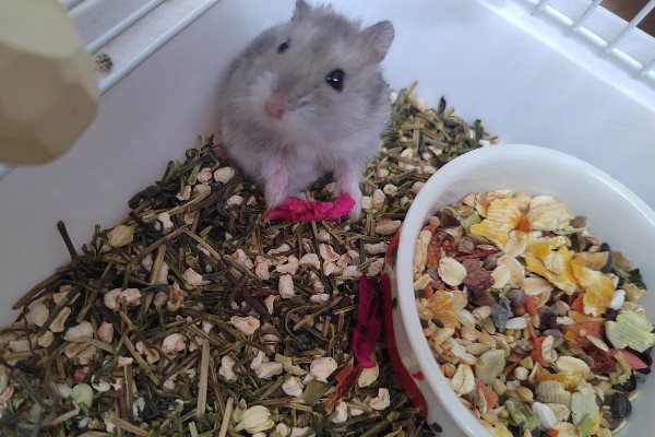 冬季养仓鼠的注意事项，饮食需要增加脂肪的摄入