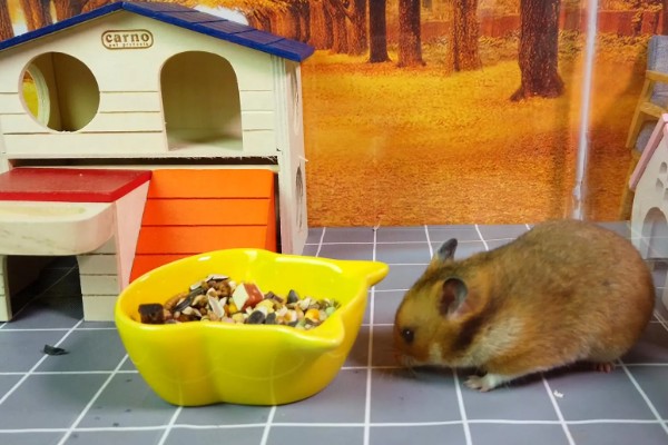 冬季养仓鼠的注意事项，饮食需要增加脂肪的摄入