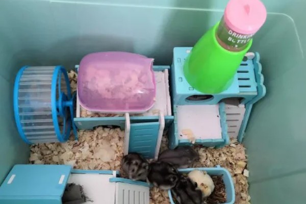 冬季养仓鼠的注意事项，饮食需要增加脂肪的摄入