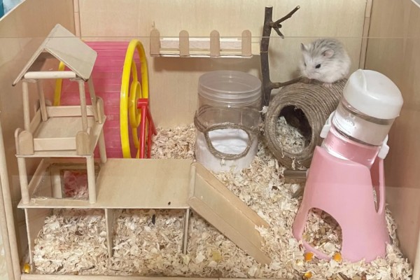 冬季养仓鼠的注意事项，饮食需要增加脂肪的摄入