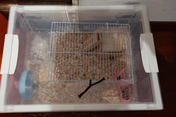 冬季养仓鼠的注意事项，饮食需要增加脂肪的摄入