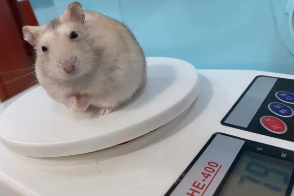 冬季养仓鼠的注意事项，饮食需要增加脂肪的摄入