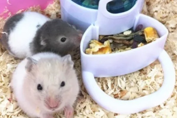 冬季养仓鼠的注意事项，饮食需要增加脂肪的摄入