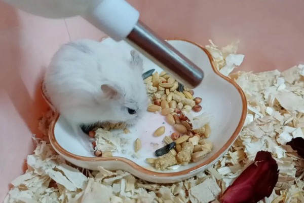 冬季养仓鼠的注意事项，饮食需要增加脂肪的摄入