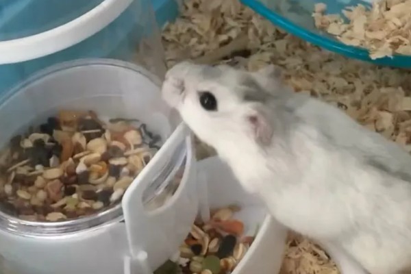 冬季养仓鼠的注意事项，饮食需要增加脂肪的摄入