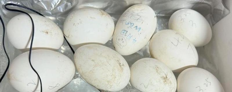 鹅蛋孵化所需时间，经过31天左右才能孵出小鹅