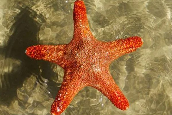 干海星可以吃吗,干海星是可以吃的