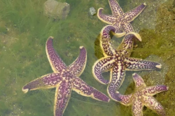 干海星可以吃吗,干海星是可以吃的