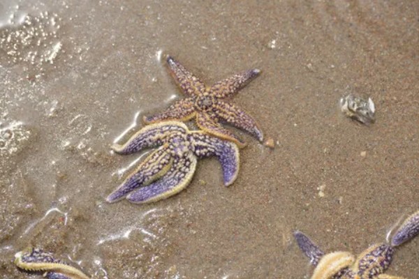 干海星可以吃吗,干海星是可以吃的