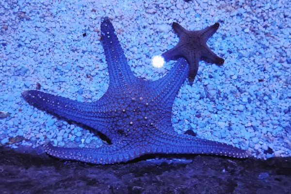 干海星可以吃吗,干海星是可以吃的