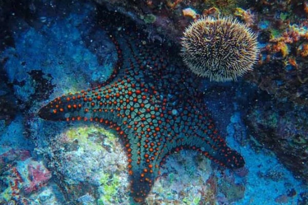 干海星可以吃吗,干海星是可以吃的