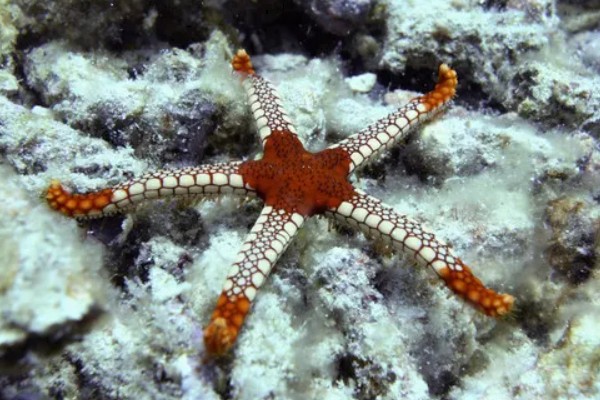 干海星可以吃吗,干海星是可以吃的