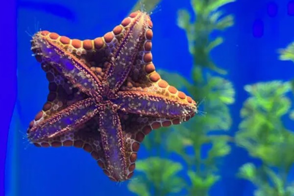 干海星可以吃吗,干海星是可以吃的