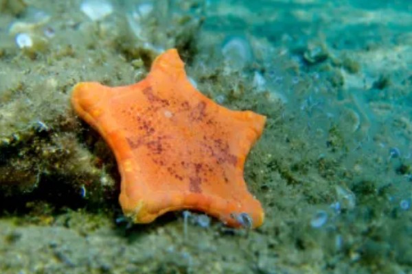 干海星可以吃吗,干海星是可以吃的