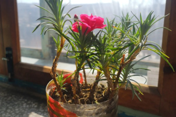 康乃馨夏天要不要晒太阳，是需要晒太阳的