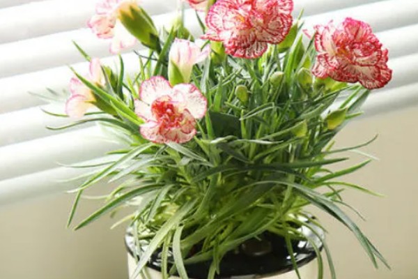 康乃馨夏天要不要晒太阳，是需要晒太阳的