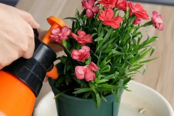 康乃馨夏天要不要晒太阳，是需要晒太阳的