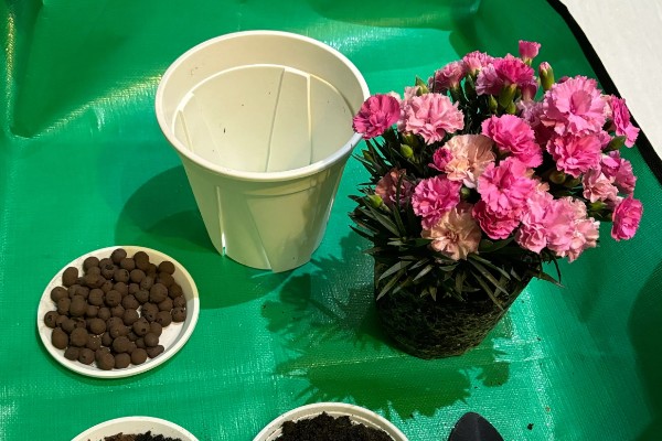 康乃馨夏天要不要晒太阳，是需要晒太阳的