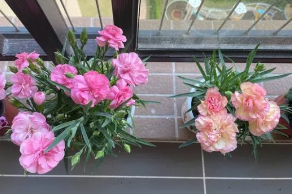 康乃馨夏天要不要晒太阳，是需要晒太阳的