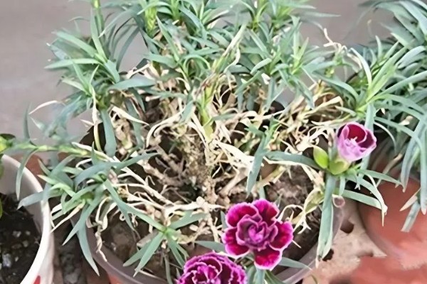 康乃馨夏天要不要晒太阳，是需要晒太阳的