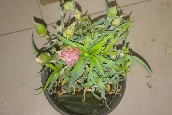 康乃馨夏天要不要晒太阳，是需要晒太阳的