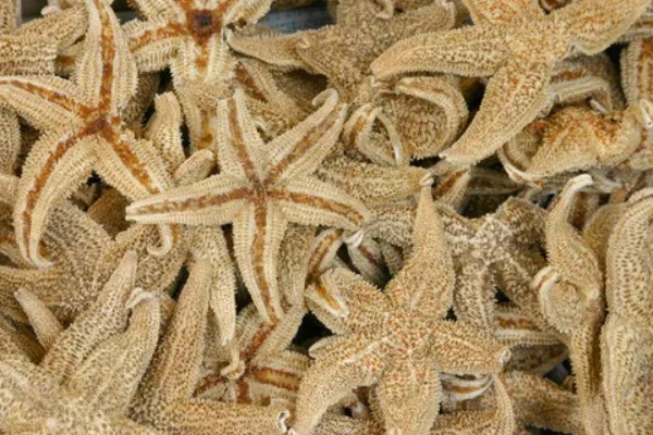干海星可以吃吗,干海星是可以吃的