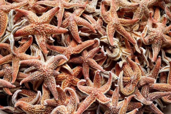 干海星可以吃吗,干海星是可以吃的