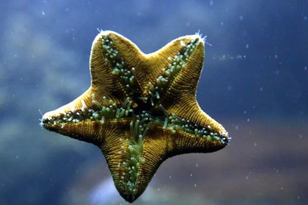 干海星可以吃吗,干海星是可以吃的