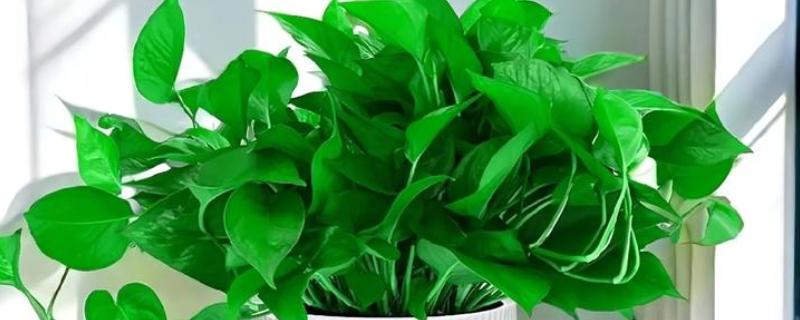 让绿萝更旺盛的方法,每天提供4小时以上的光照