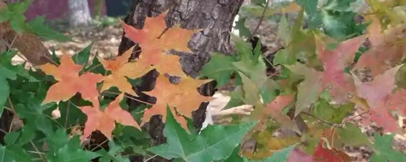 北方适合种什么有经济效益的树，五角枫、银杏树、花椒树等品种是不错的选择