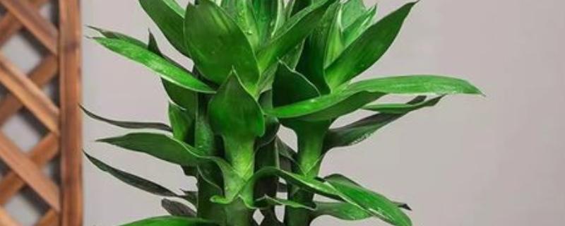 富贵竹适合放家里哪个位置，推荐茶几、餐桌等地方