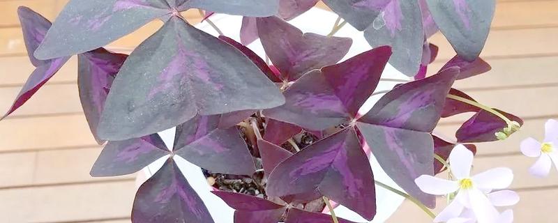 紫叶酢浆草怎么养殖,平时把温度保持在16-22℃