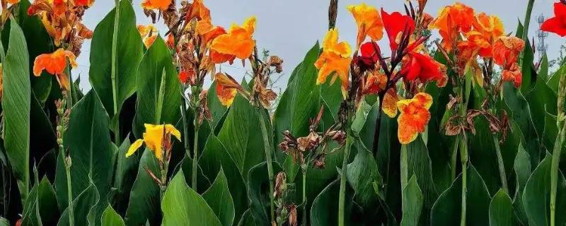 美人蕉简介,是多年生本草植物