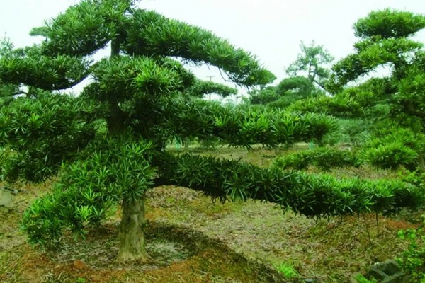 罗汉松的寓意是什么，寓意松鹤延年、坚韧不拔等