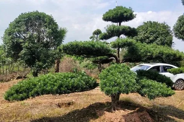 罗汉松的寓意是什么，寓意松鹤延年、坚韧不拔等