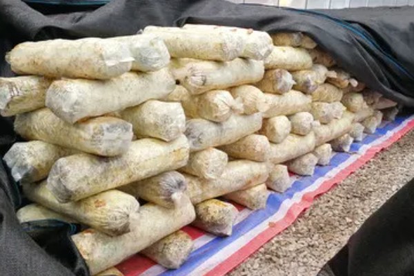 菇床鬼伞如何防治,首先要搞好菇房的环境卫生