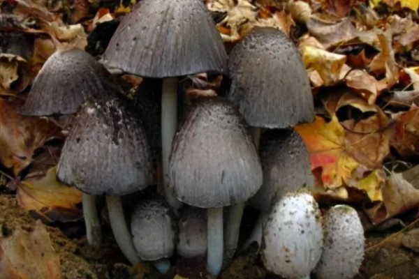 菇床鬼伞如何防治,首先要搞好菇房的环境卫生