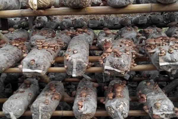 菇床鬼伞如何防治,首先要搞好菇房的环境卫生